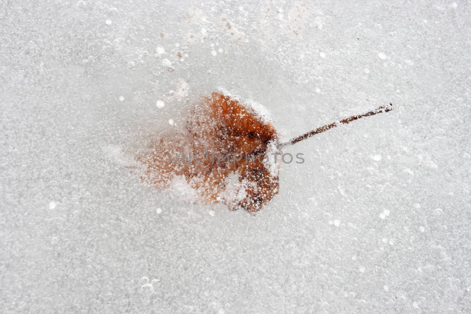 Poplar leaf in the ice, frozen the sea
