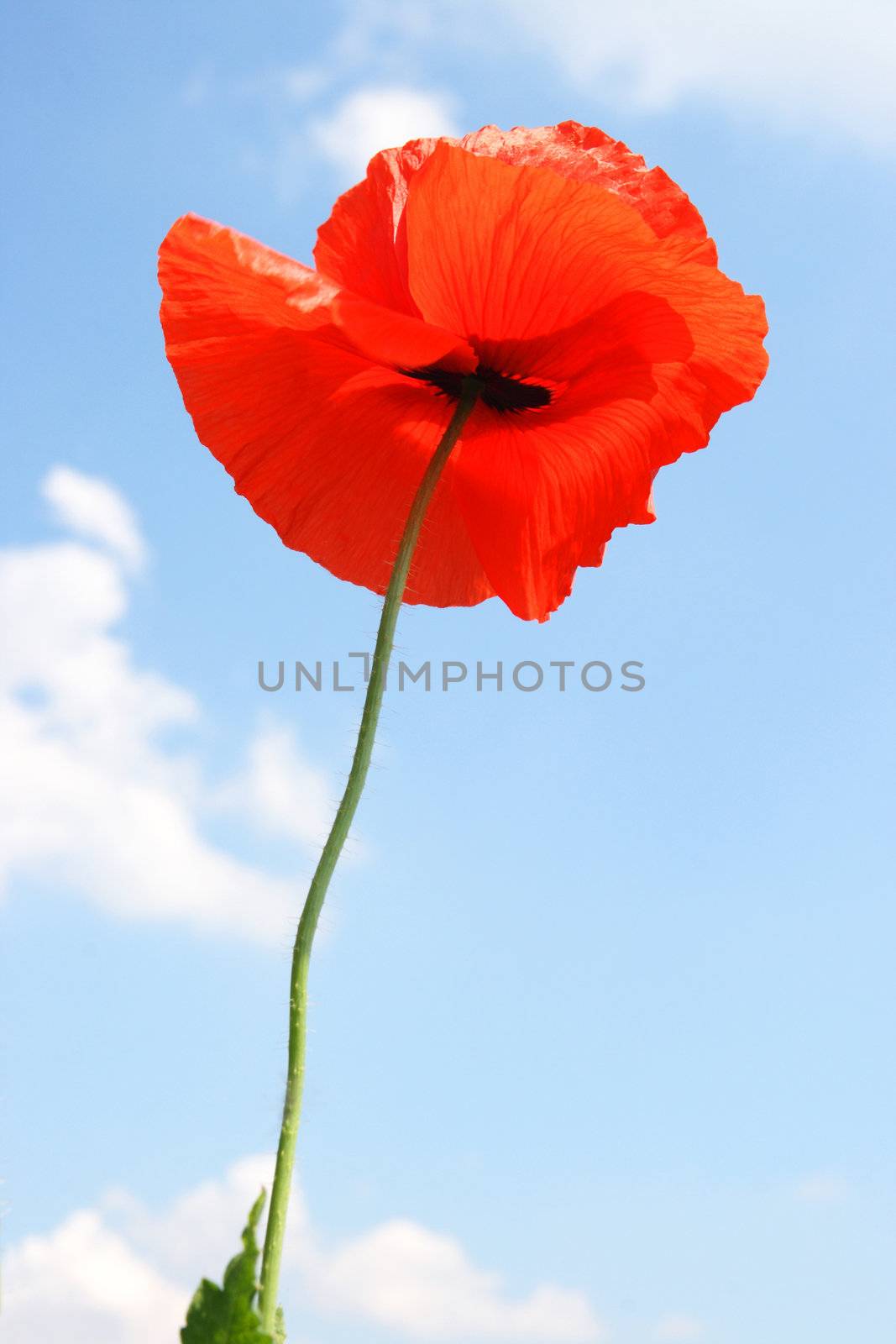Red poppy on the background cloudy sky
