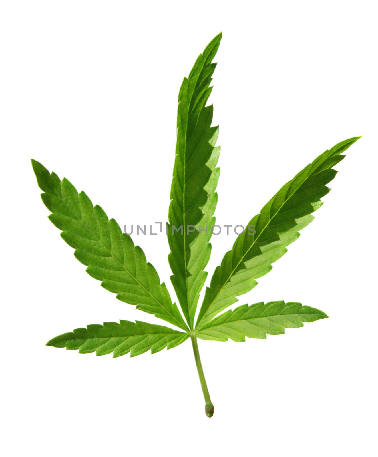 Leaf of hemp on white background (isolated).
