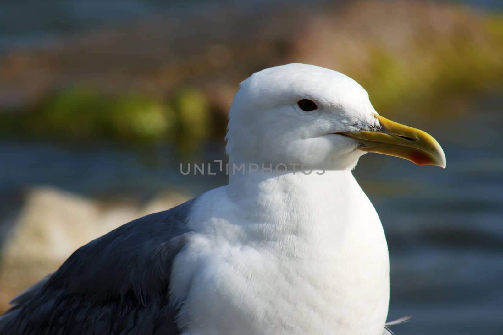 White gull on a background a sea, (Larus argentatus) 
