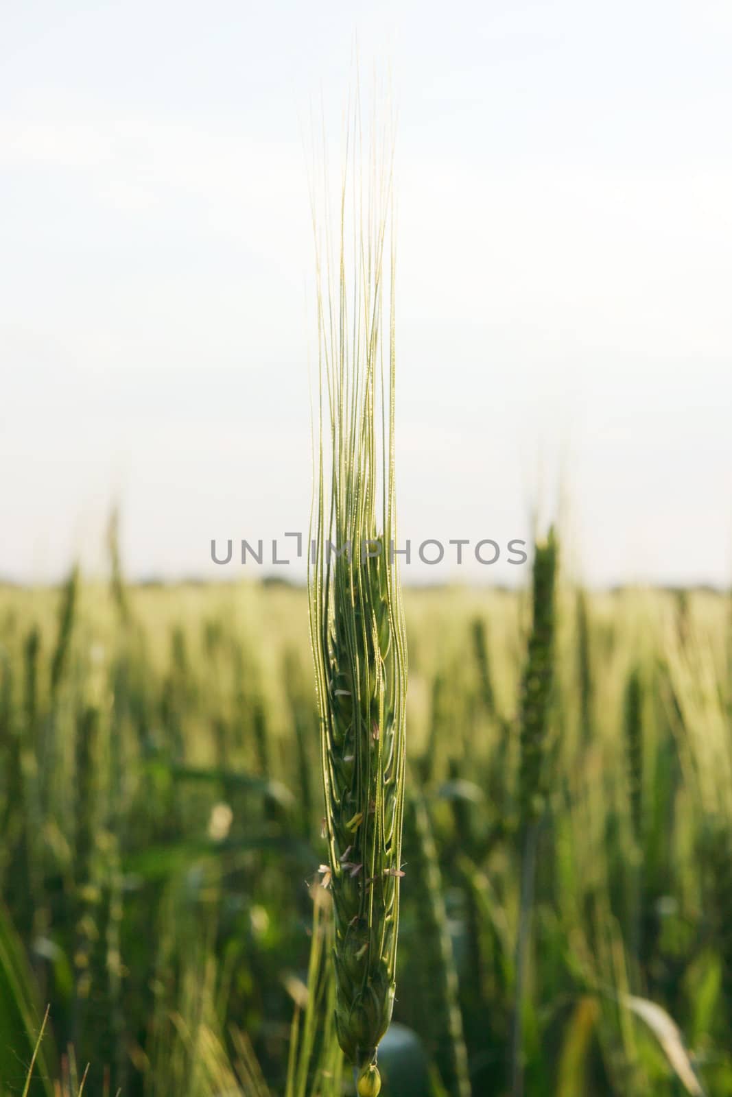 Green wheat field on the background cloudy sky
