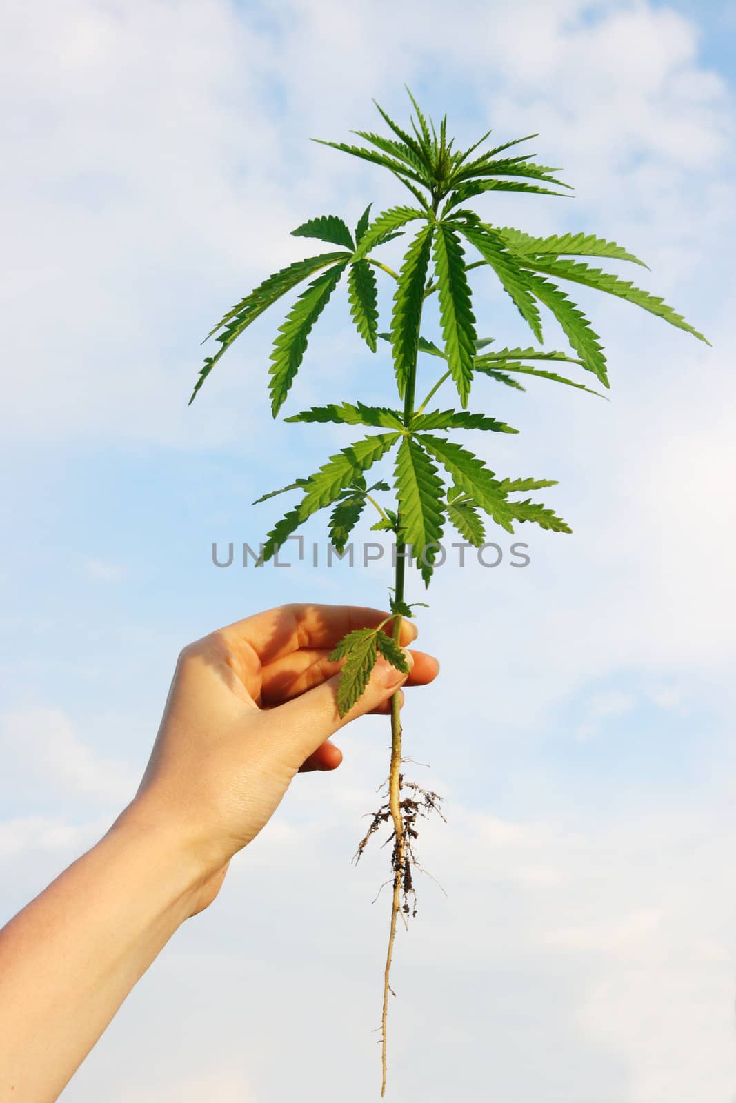 hemp in his hand against the backdrop of cloudy skies
