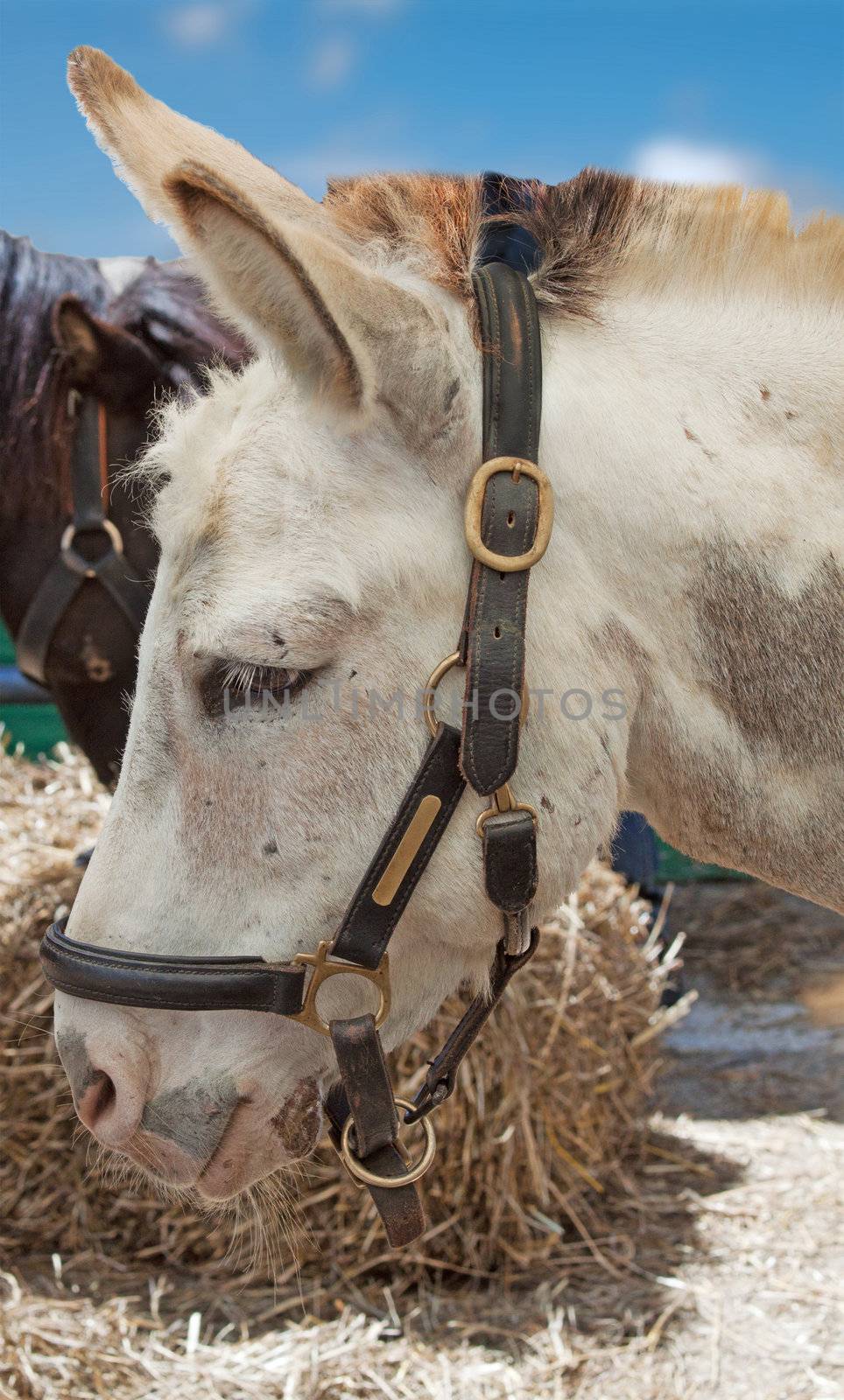 White young donkey near some hay bale