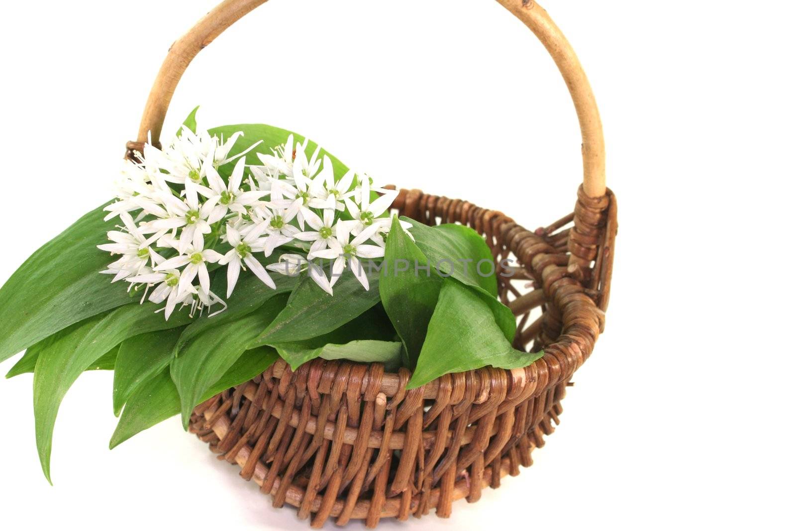 fresh Wild garlic in the basket with flowers on a white background