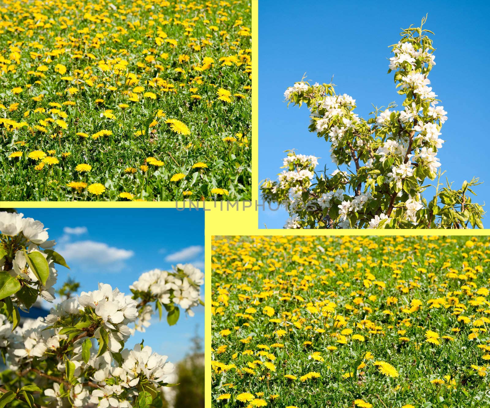 Field from dandelions and apple-tree flowers by adam121