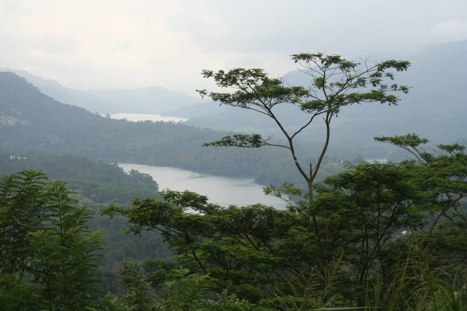 Asian tree in the highlands of Ceylon