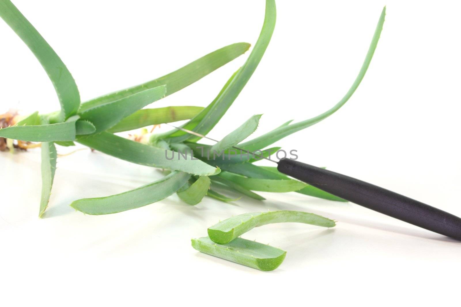 Aloe Vera plants, some cut with a knife on a white background