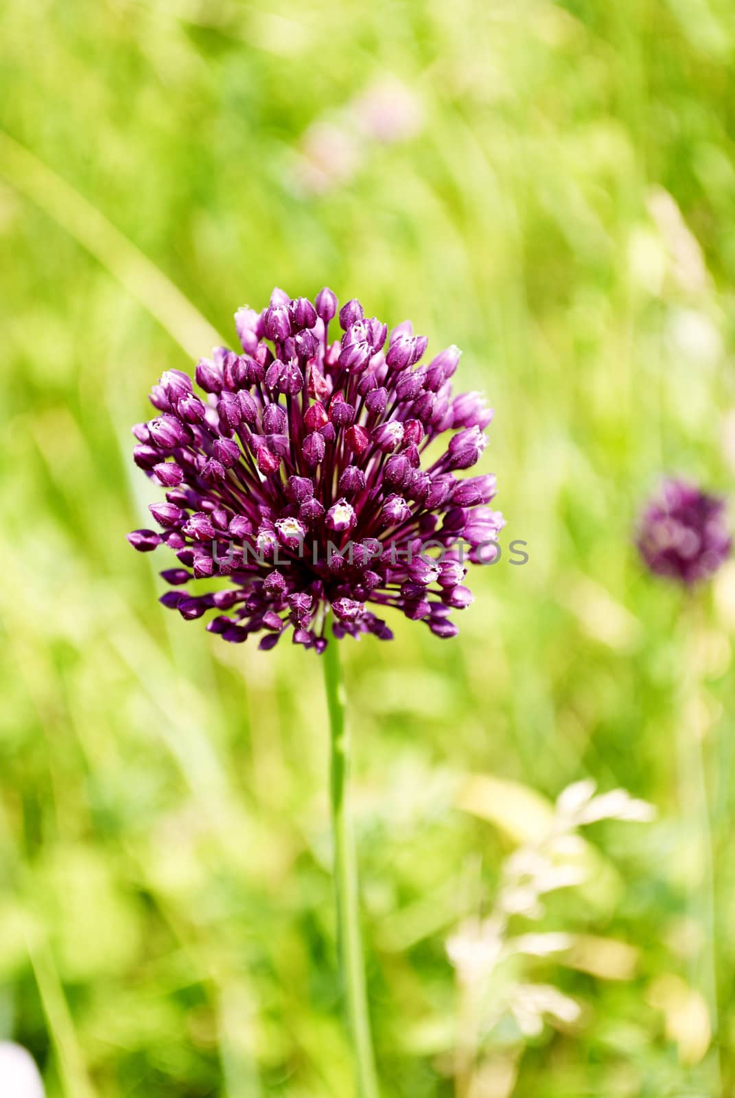 purple flower  on a green background meadows