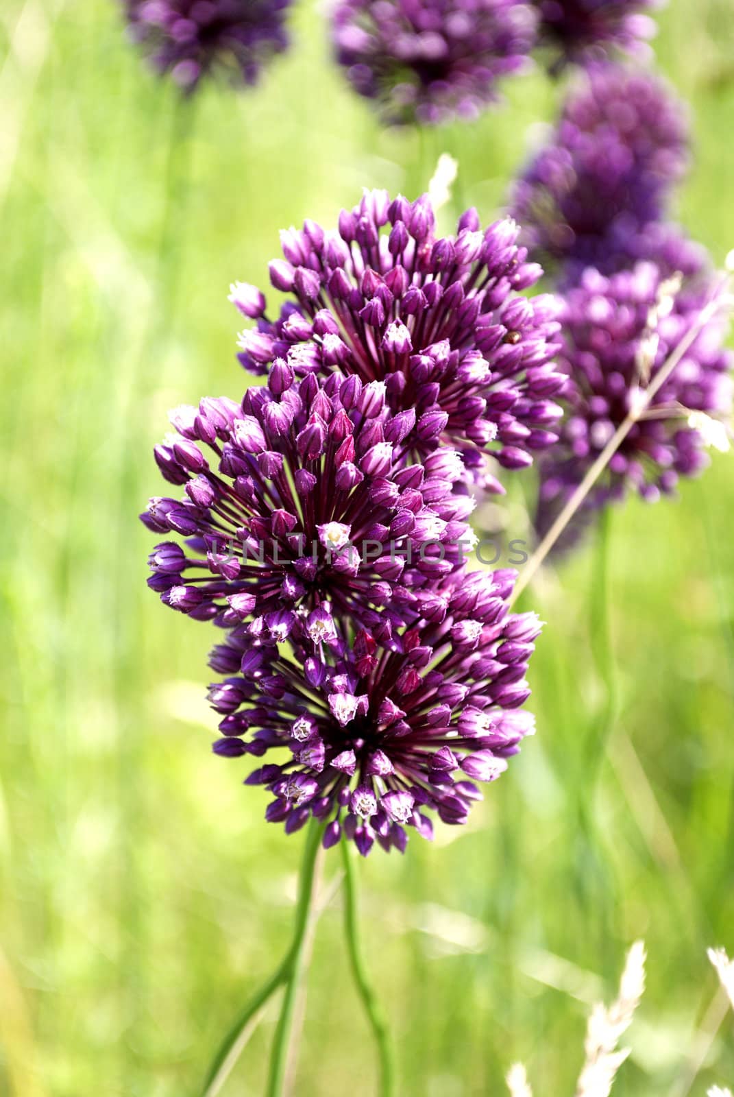 purple flowers  on a green background meadows