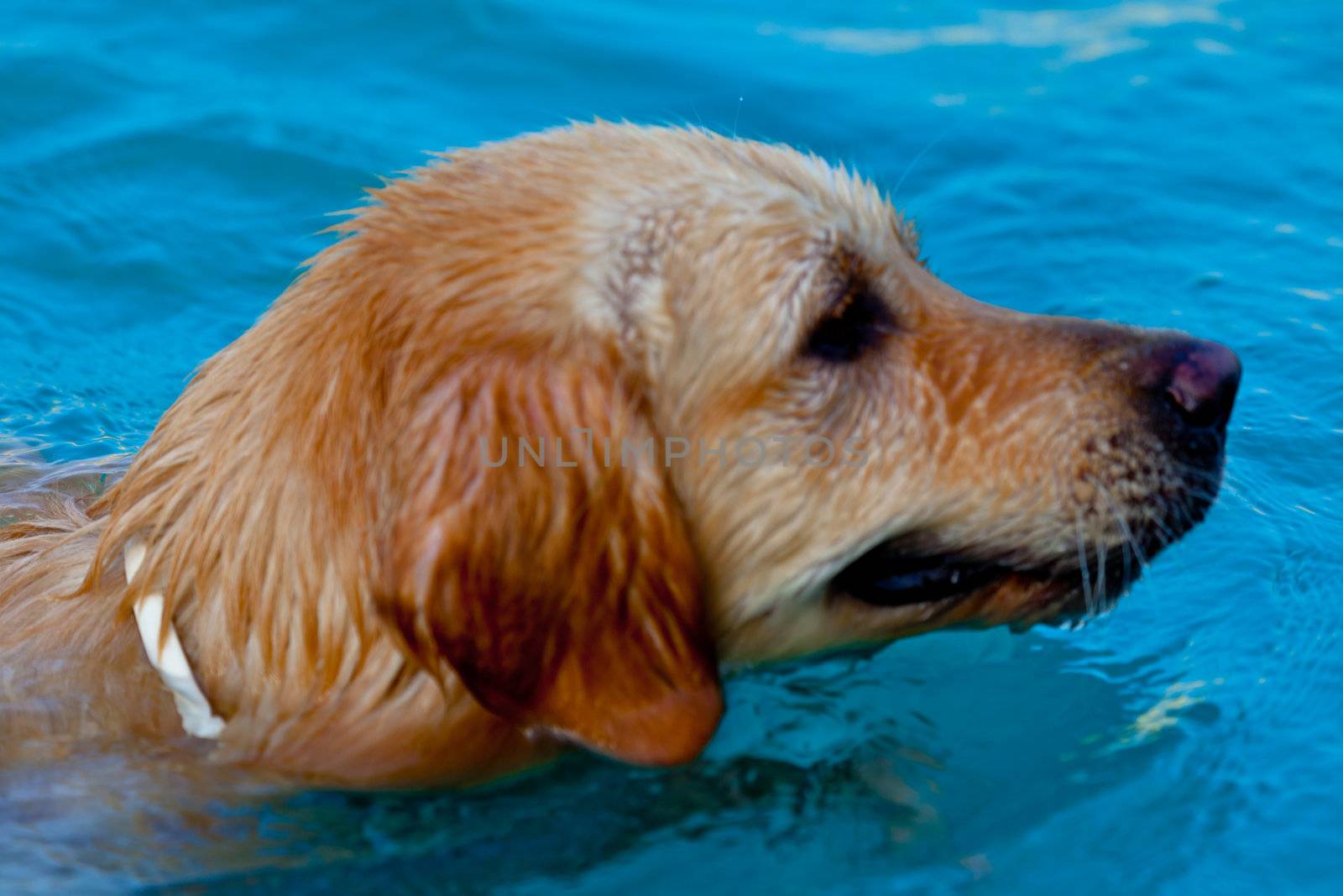 Nice specimen of dog of the race Golden Retriever swimming on a  swimming pool