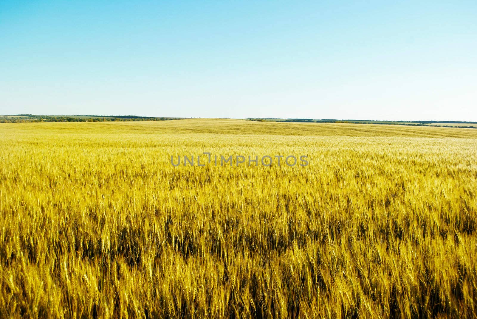 immature wheat  field  on  a background of blue sky