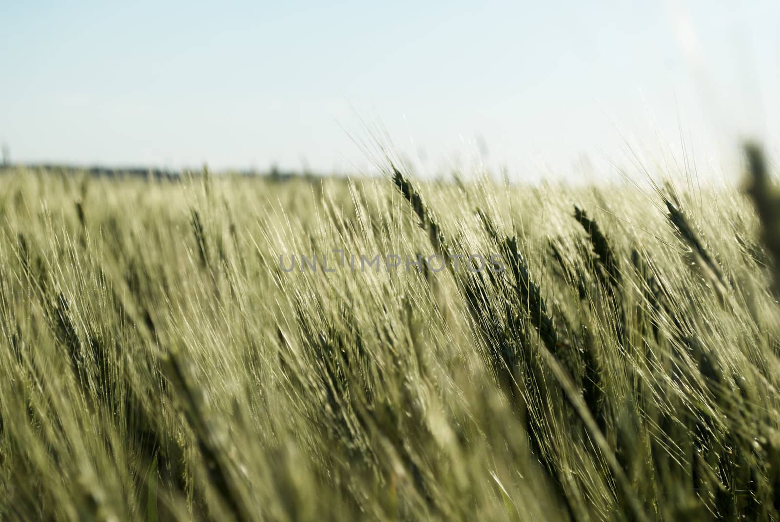 immature wheat  field  on  a background of blue sky