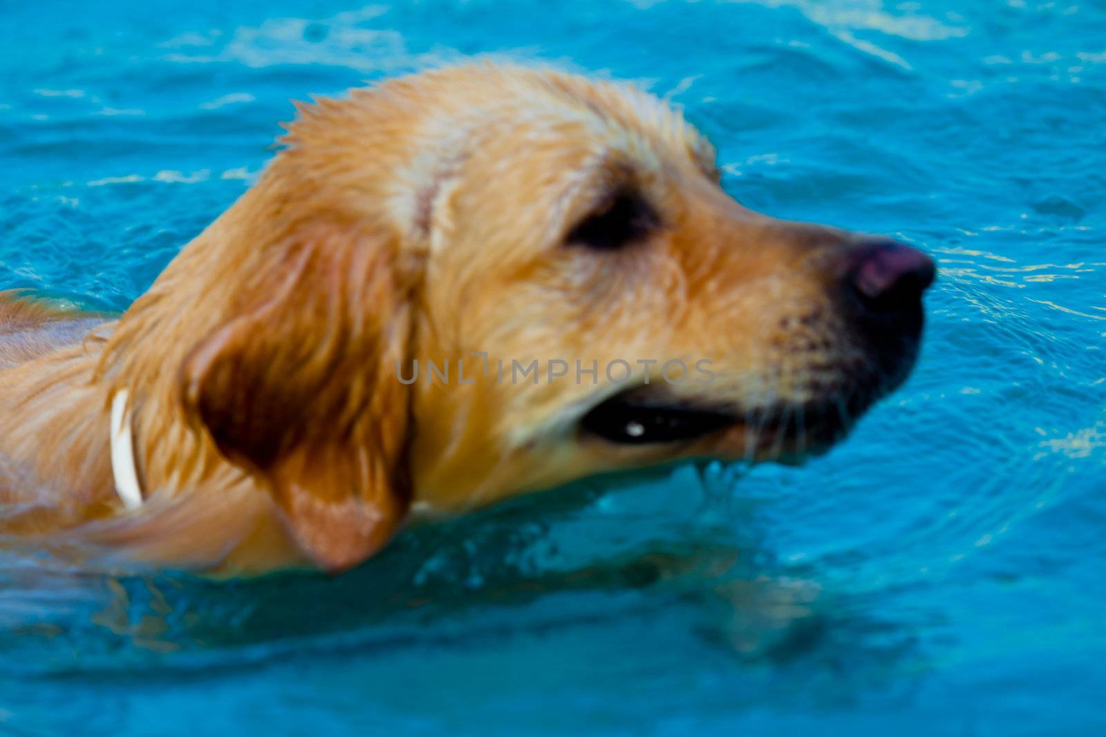 Nice specimen of dog of the race Golden Retriever swimming on a  swimming pool