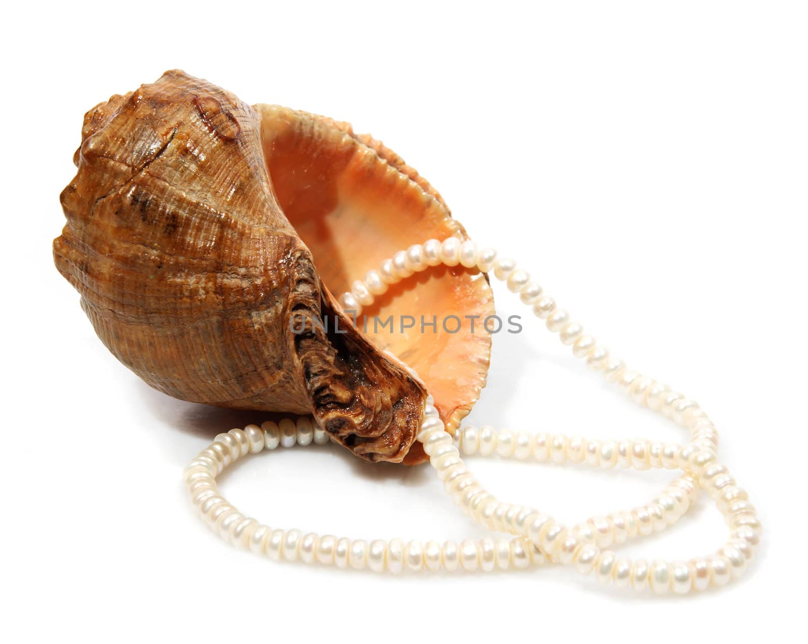 Shell and pearl on the white background (isolated)
