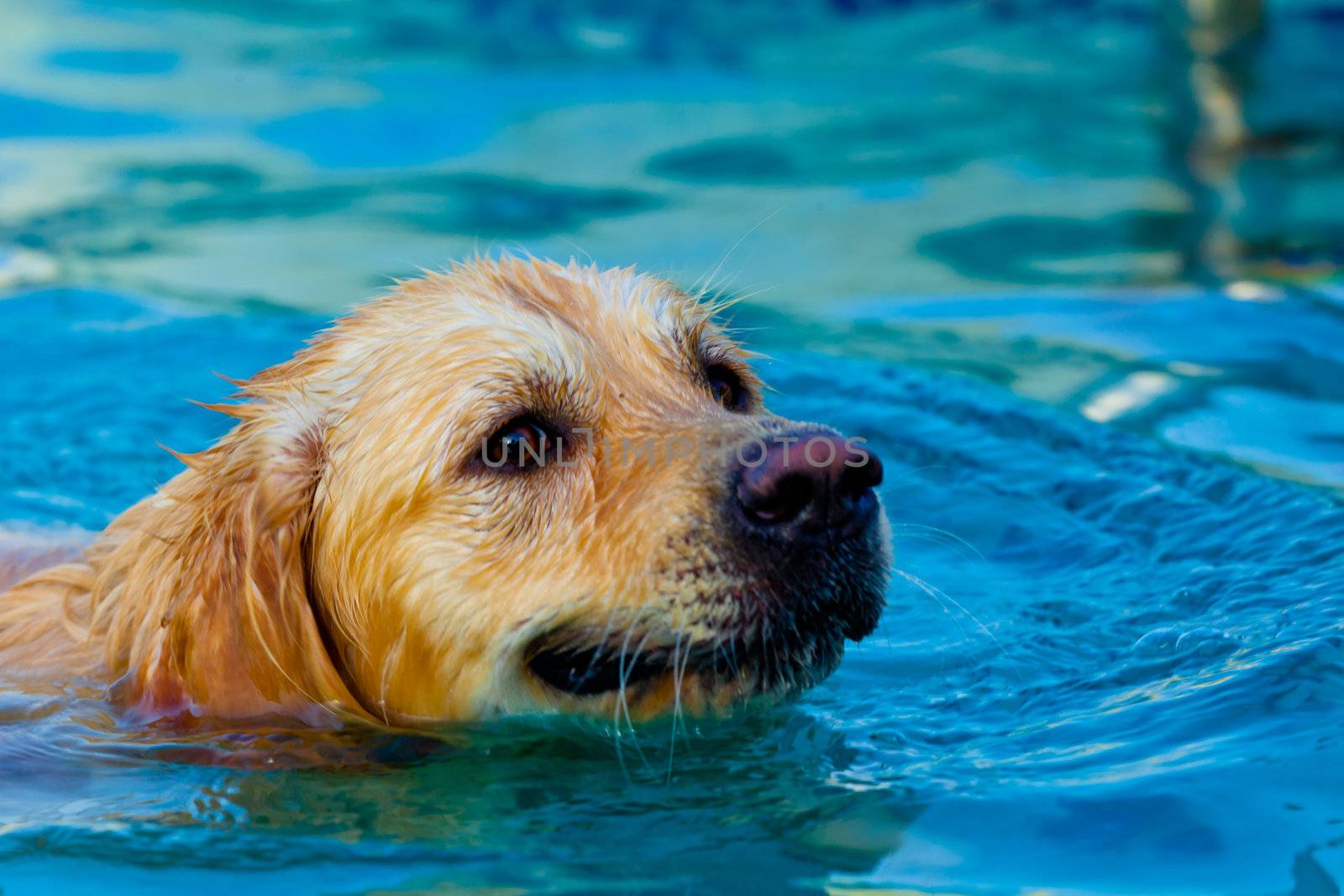 Nice specimen of dog of the race Golden Retriever swimming on a  swimming pool