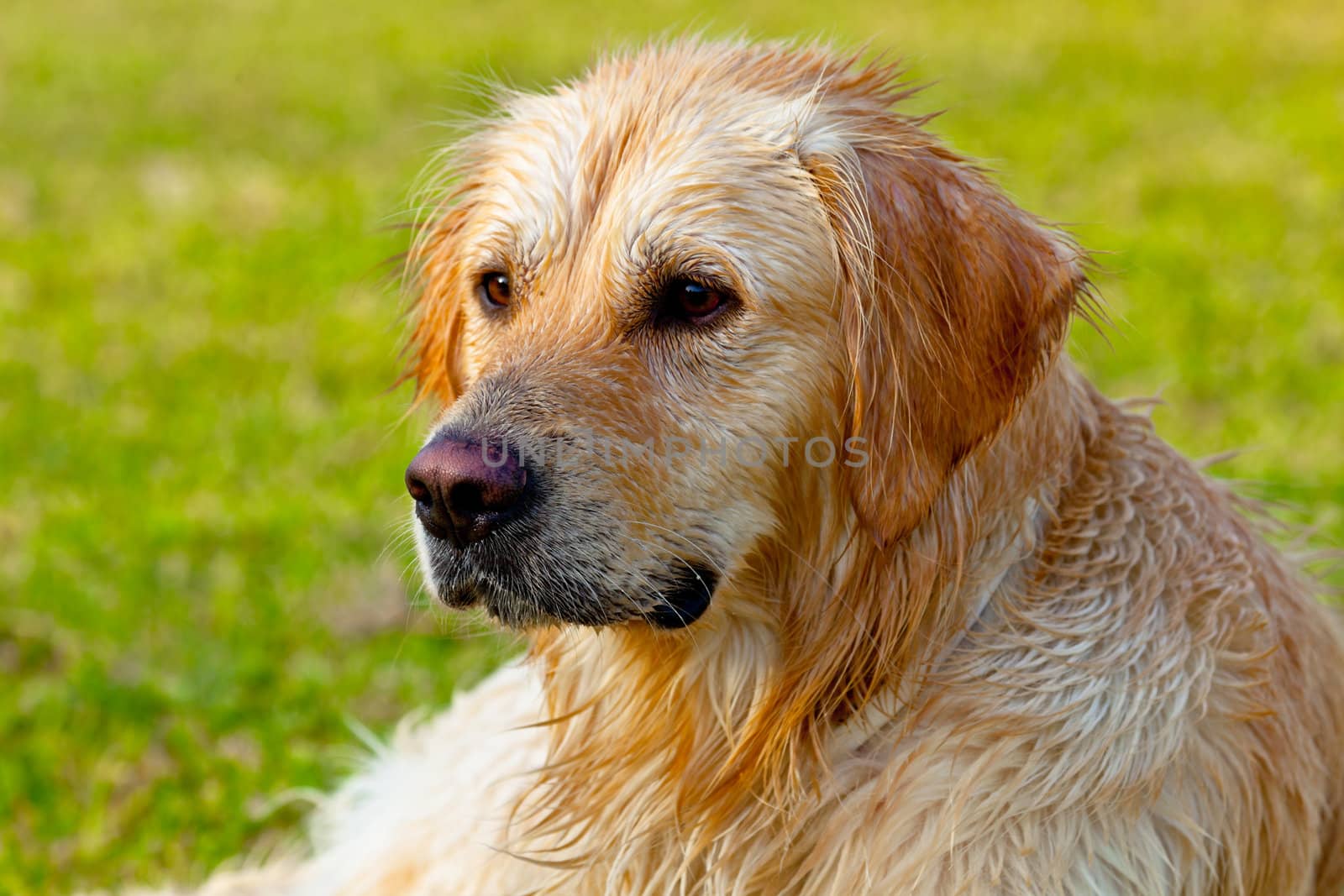 Nice specimen of dog of the race Golden Retriever