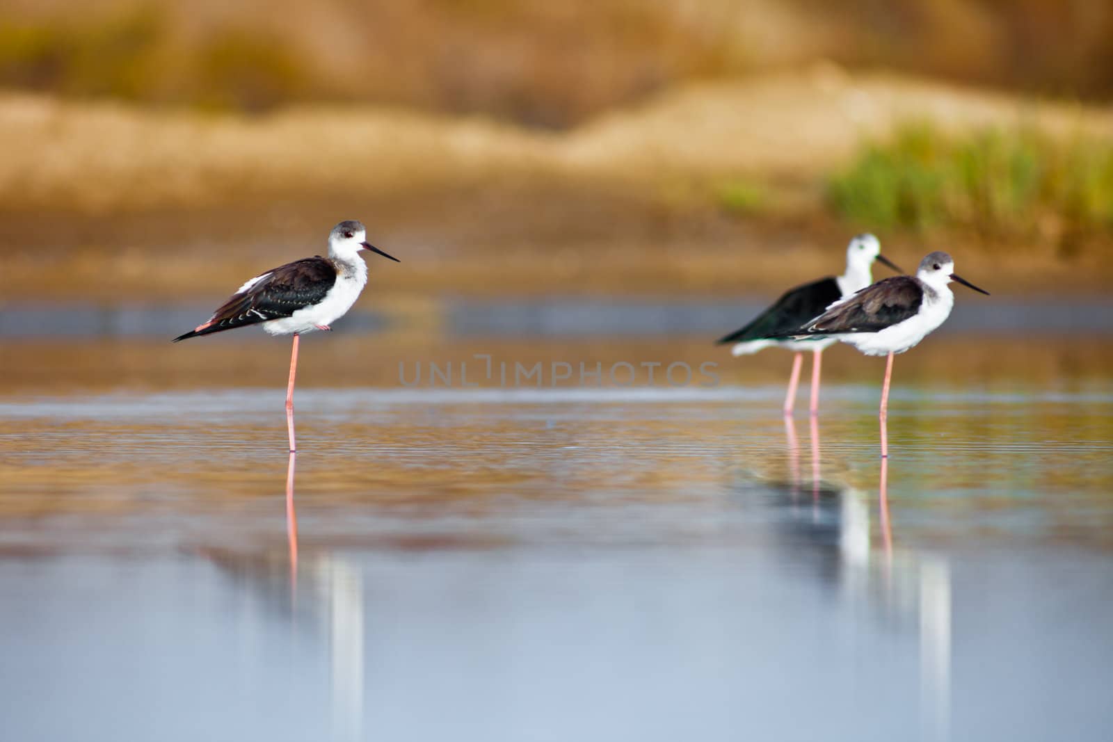Three black-winged Stilt taking a break on the water