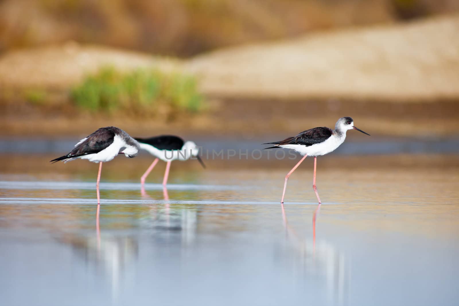 Three black-winged Stilt taking a break on the water