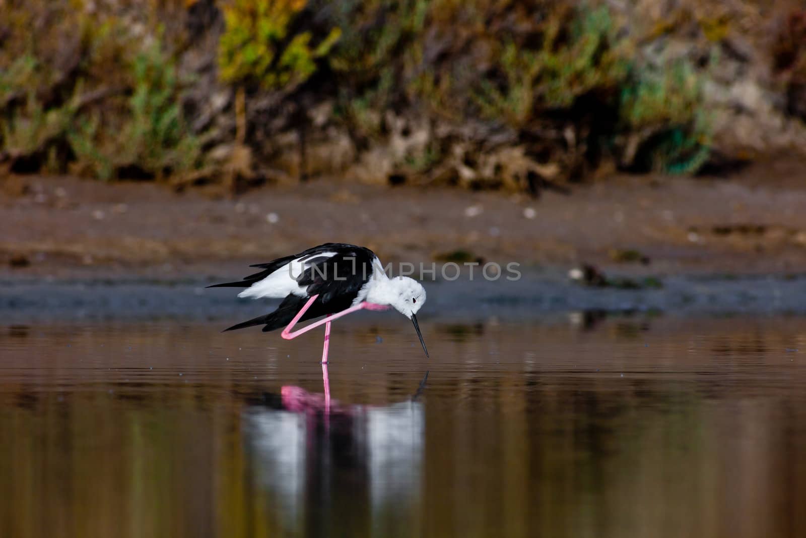 A black-winged stilt sprucing oneself up