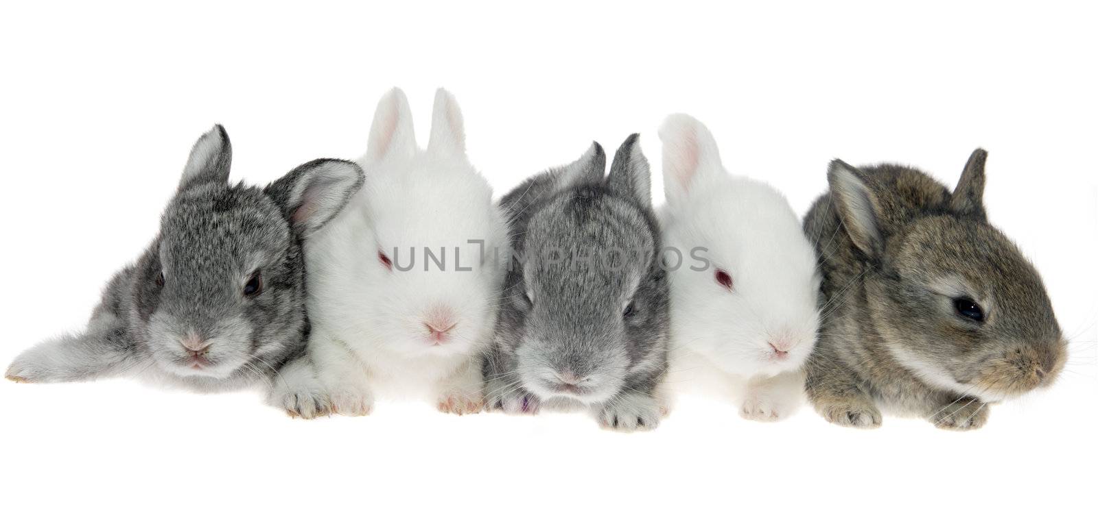 Five little rabbits in a row by aptyp_kok