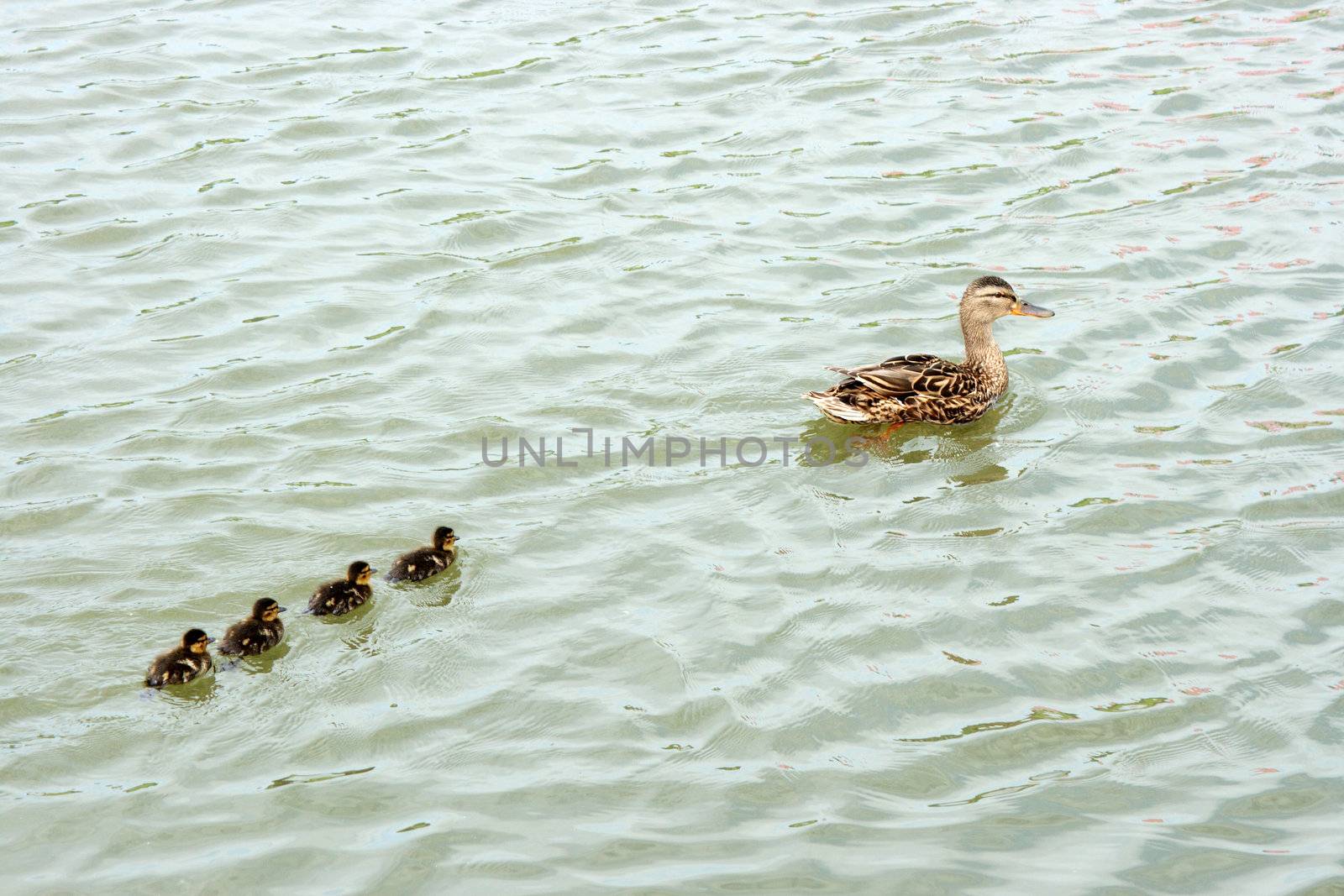 Wild duck with ducklings on the pond
