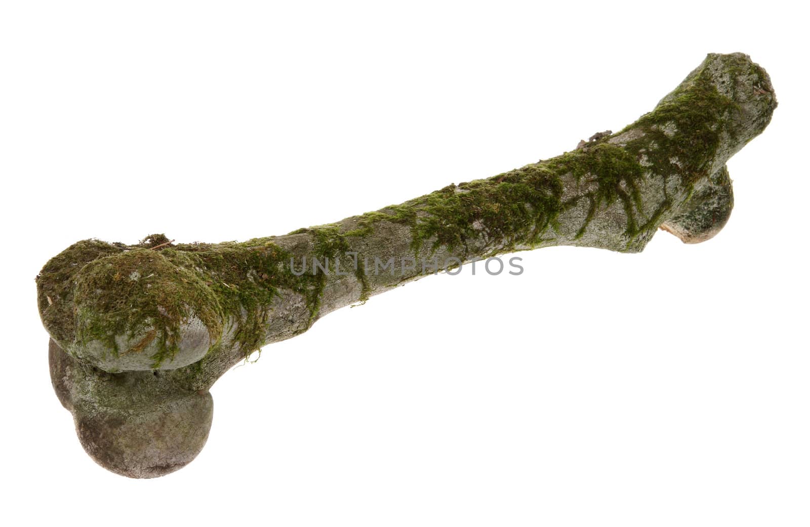 Old Femur roe in the moss on the white background (Capreolus capreolus)
