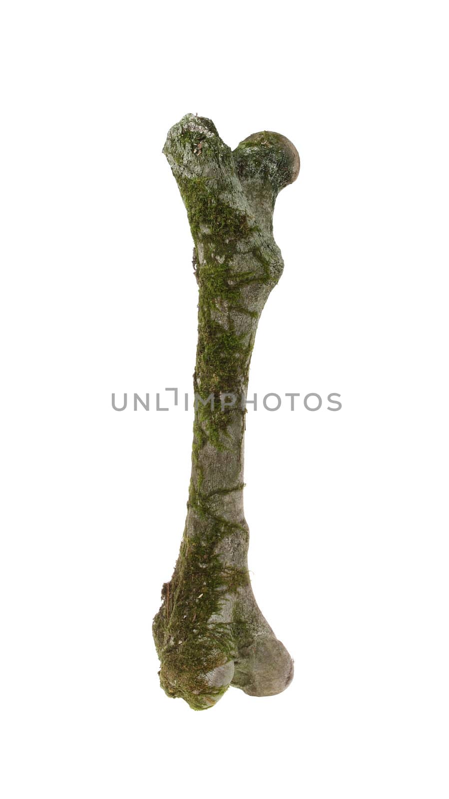 Old Femur roe in the moss on the white background (Capreolus capreolus)
