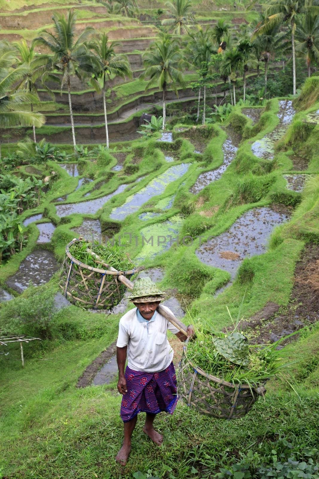 BALI. INDONESIA - 07 July 2010: Adult asian man with  the baskets filled with a grass 7 july 2010 on Bali. Indonesia