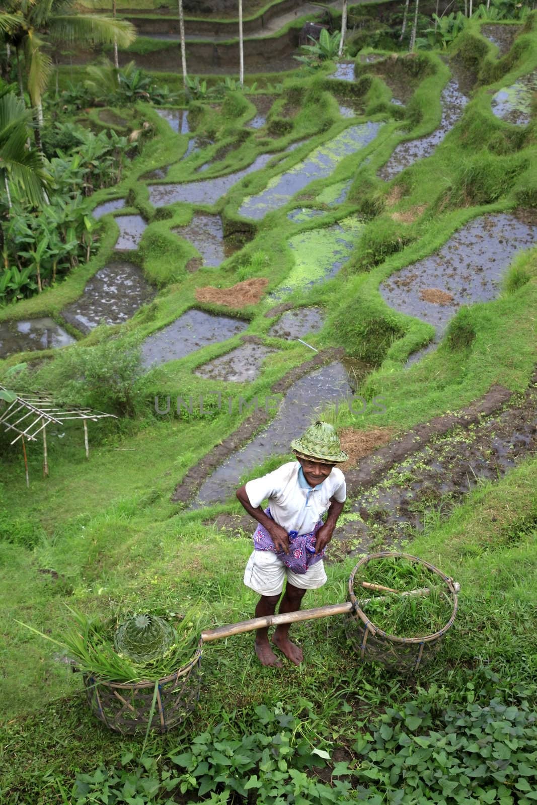 BALI. INDONESIA - 07 July 2010: Adult asian man with  the baskets filled with a grass 7 july 2010 on Bali. Indonesia