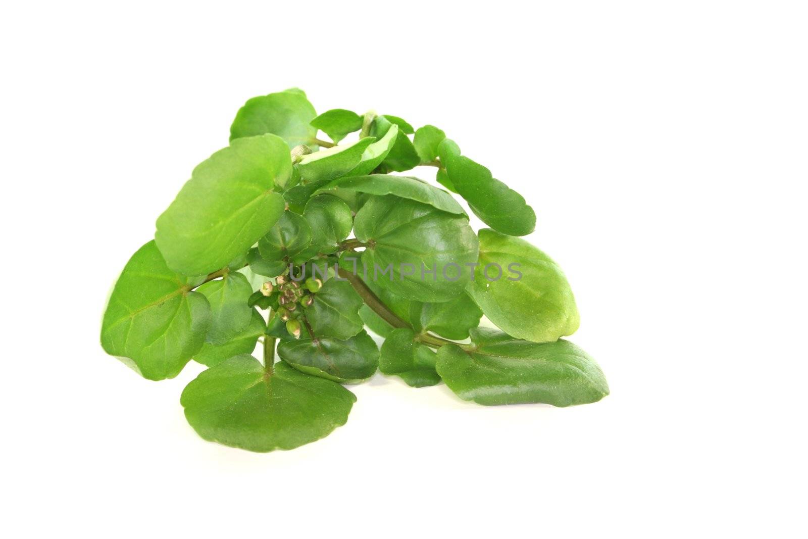 a sprig of fresh watercress on white background