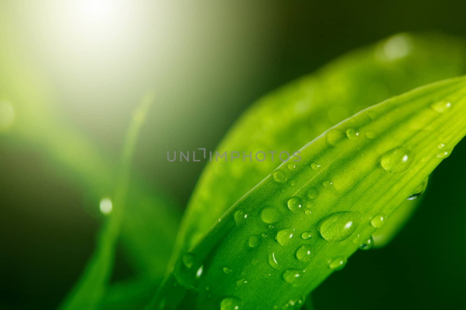 green leaf by rudchenko