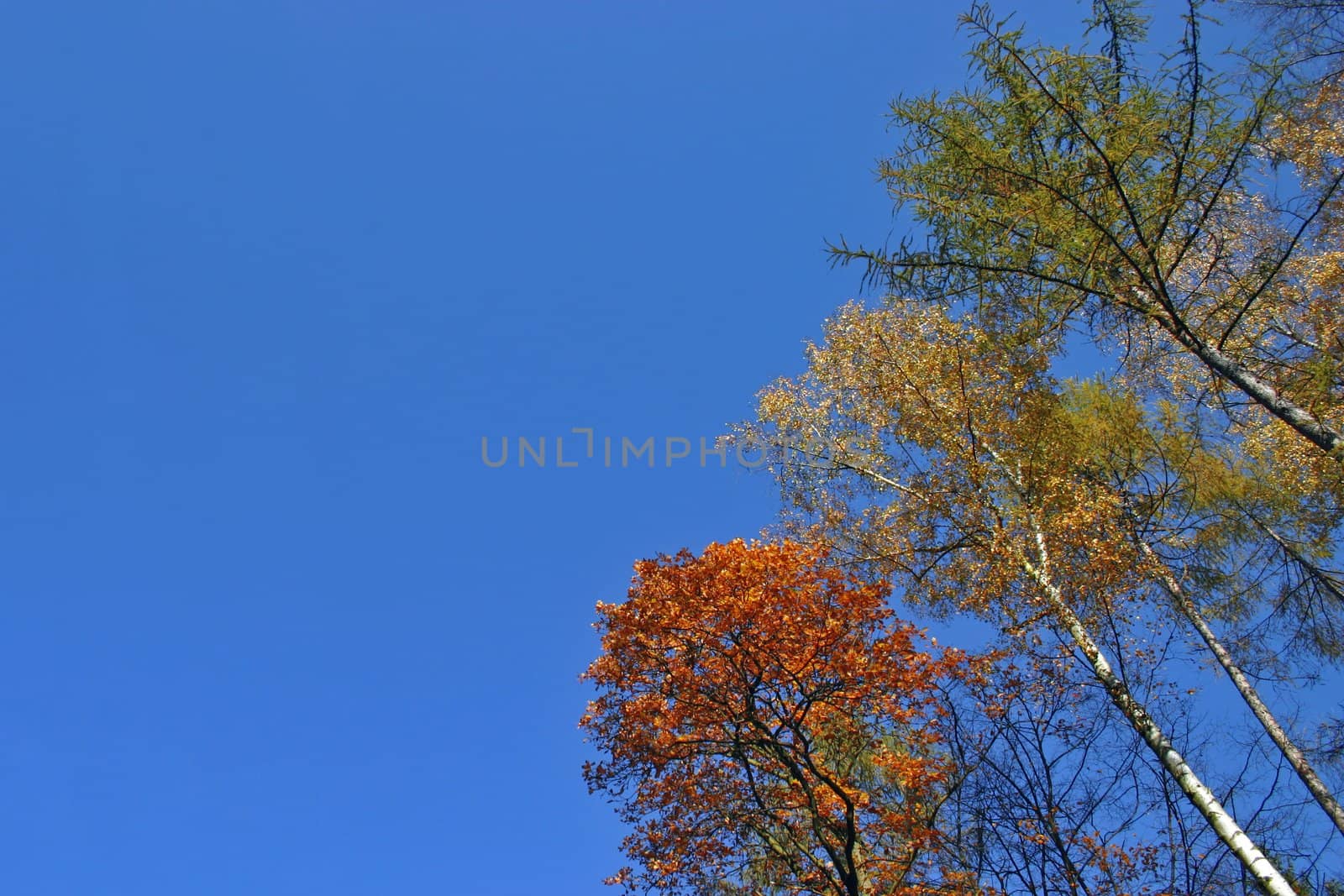 crown of the tree on the sky background