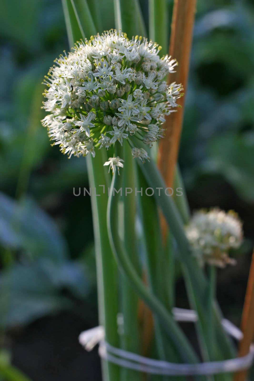 blossoming onion