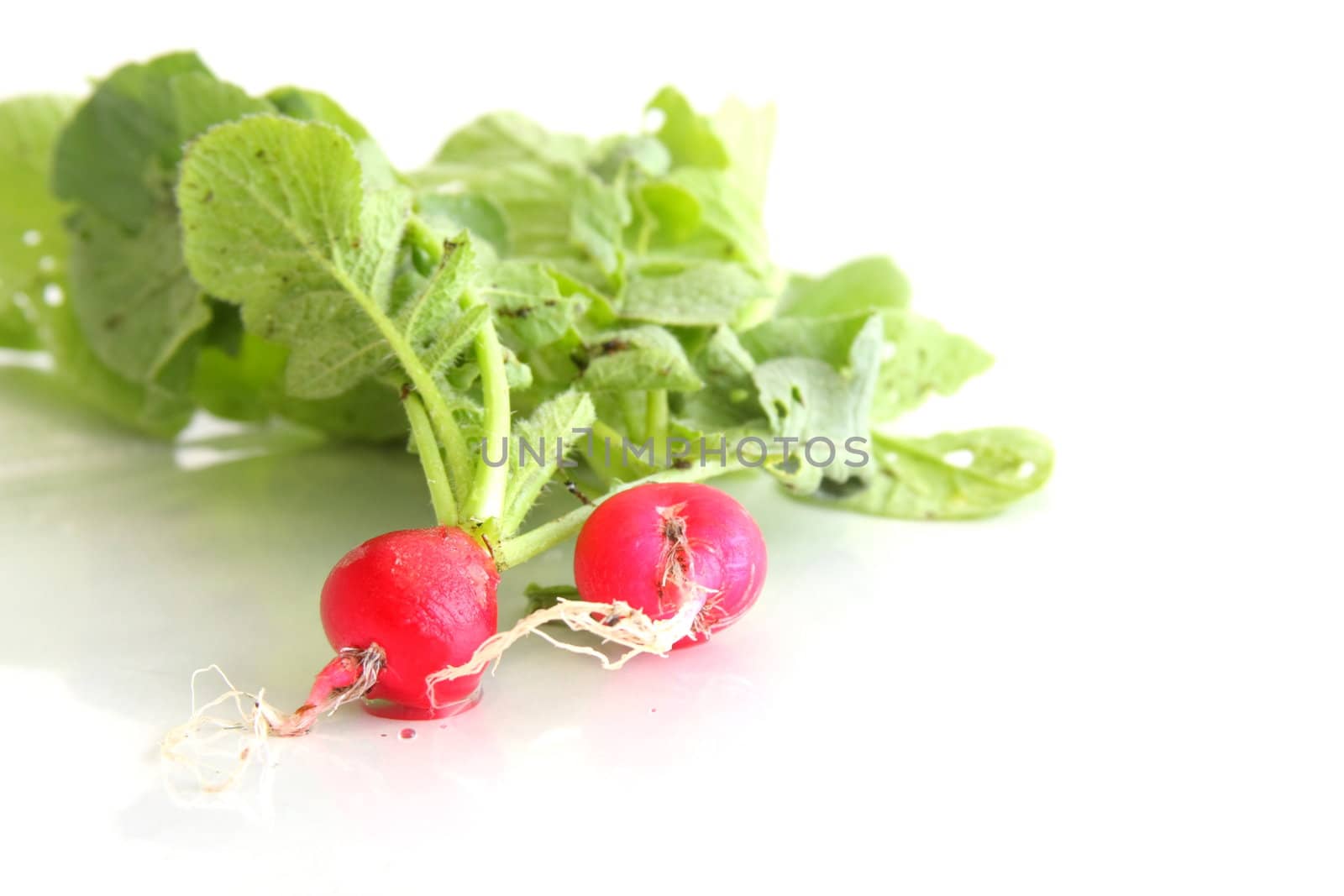 A couple of cherry belle radishes on white