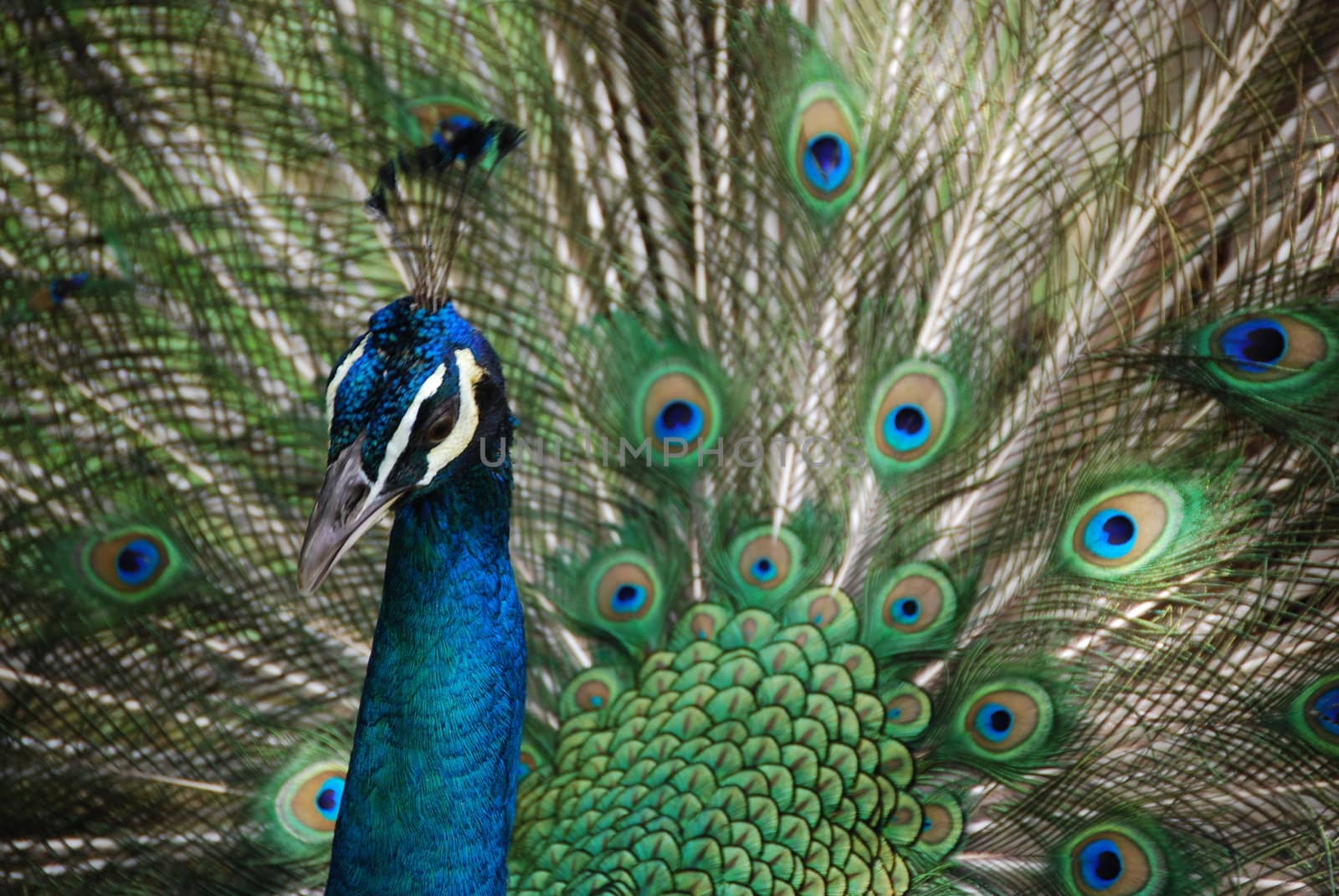 Peacock at a zoo