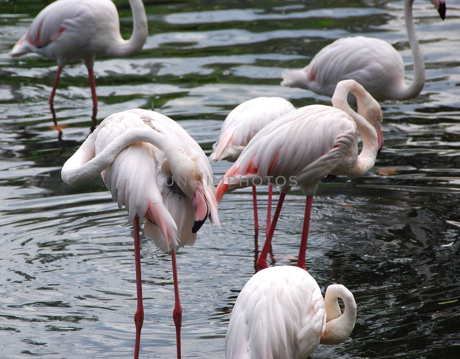 Flamingos in a pond at a zoo