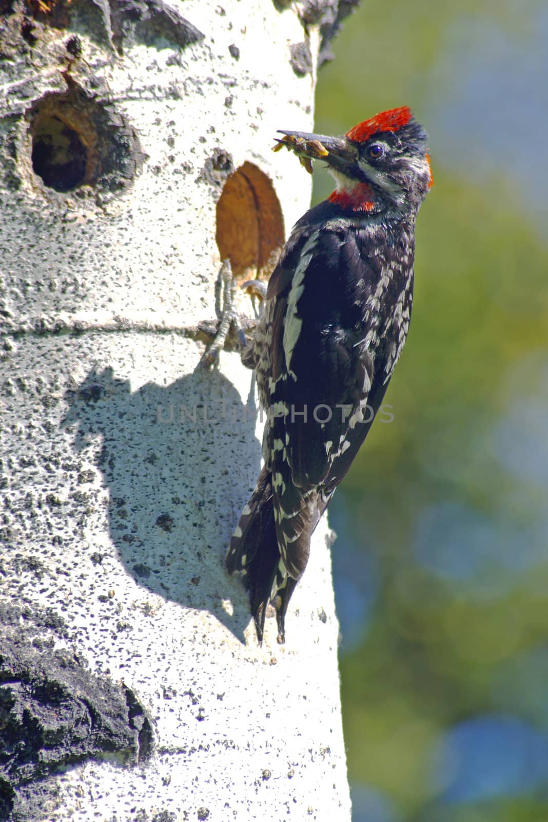 Woodpecker feeding it's young in a nest
