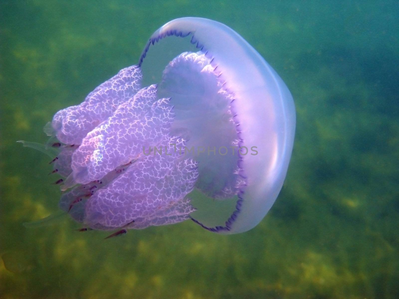 Jellyfish and small fishes in Black sea