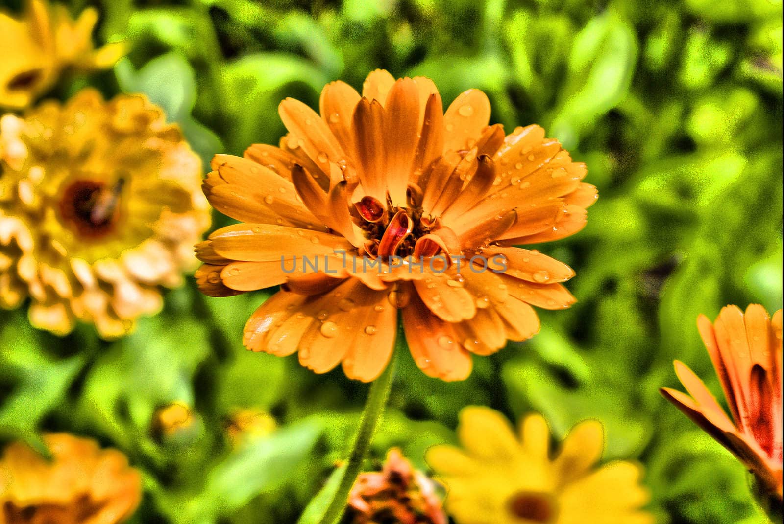 yellow  flower close-up. pot marigold (Calendula officinalis) field