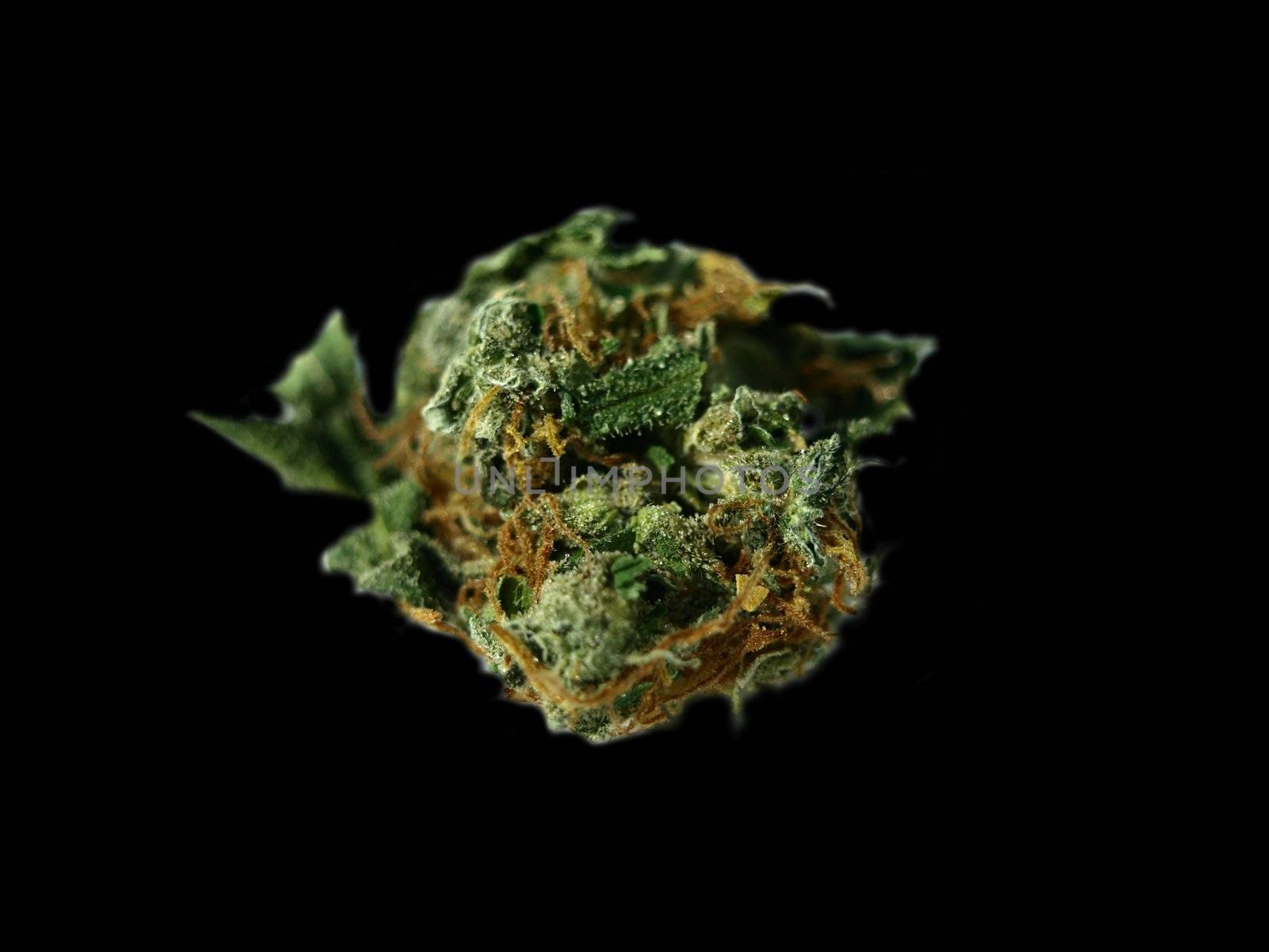 marijuana in zoom by luckyhumek