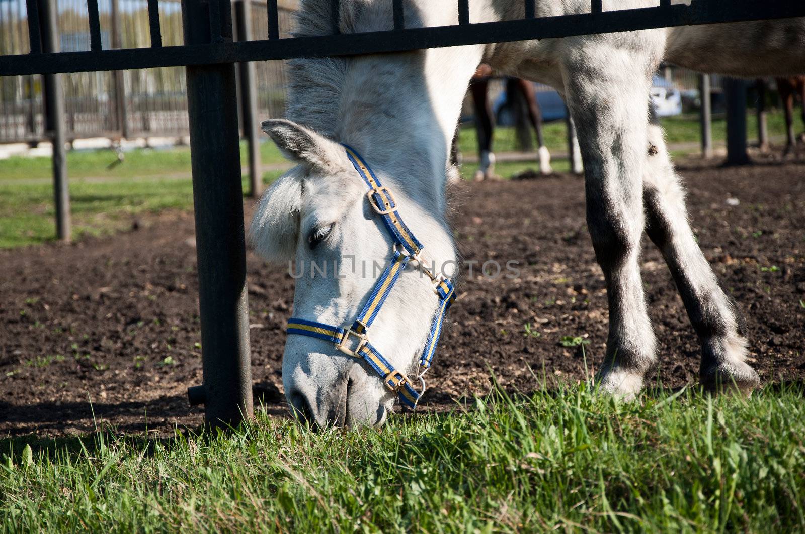 The horse reaches The horse reaches for a grass, but it is disturbed by a fencingfor a grass