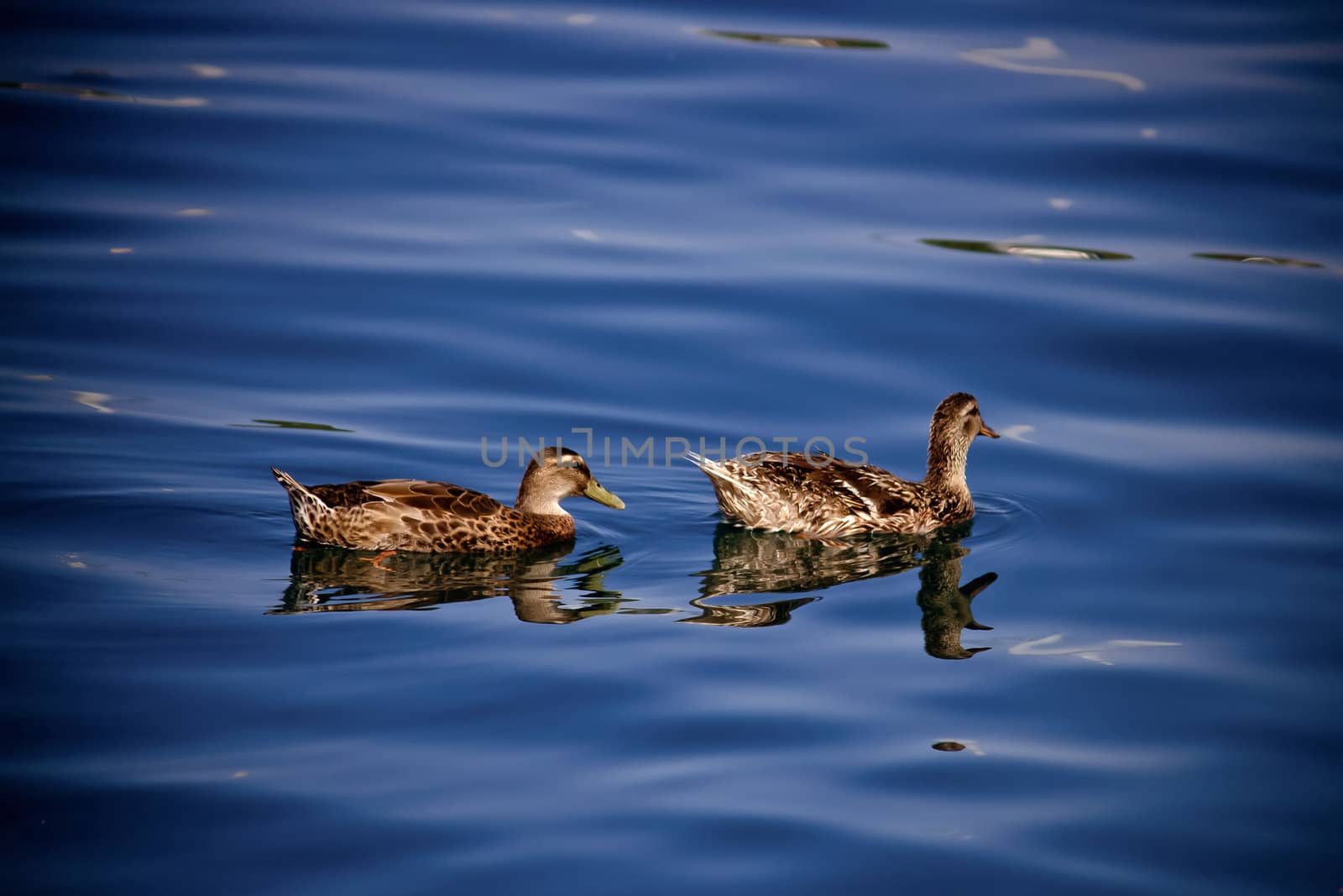 Two brown ducks swimming and floating on blue water surface - sea reflections