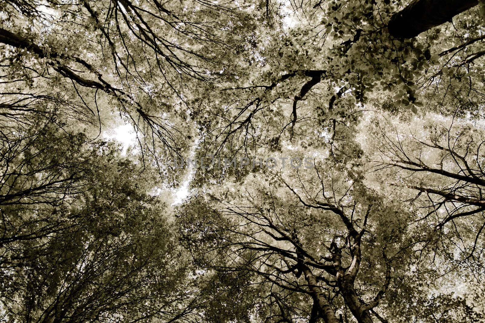 Forest tissue - treetops abstract view in sephia tone