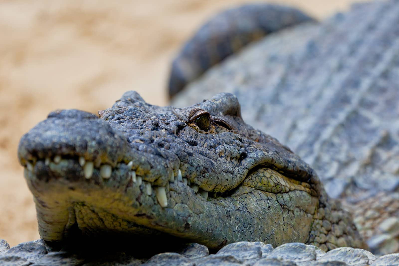 Detail of the head of a nile crocodile, Crocodylus niloticus