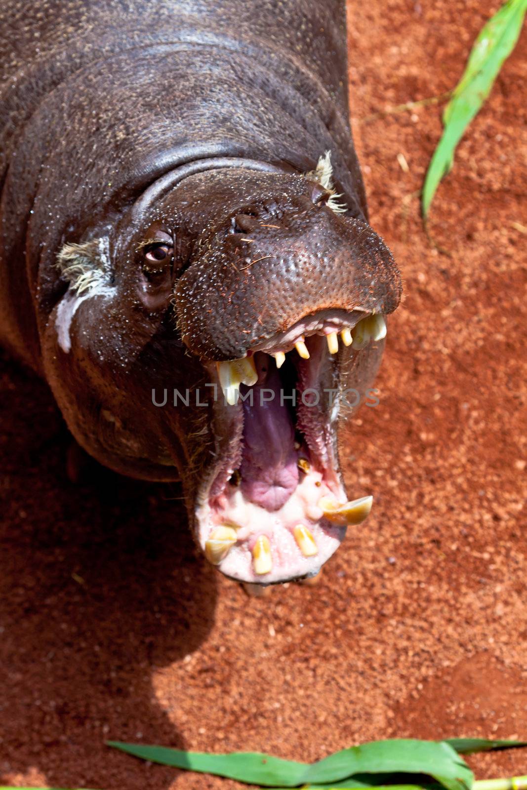 Sympathetic specimen of Hippopotamus pigmy, Hexaprotodon liberiensis