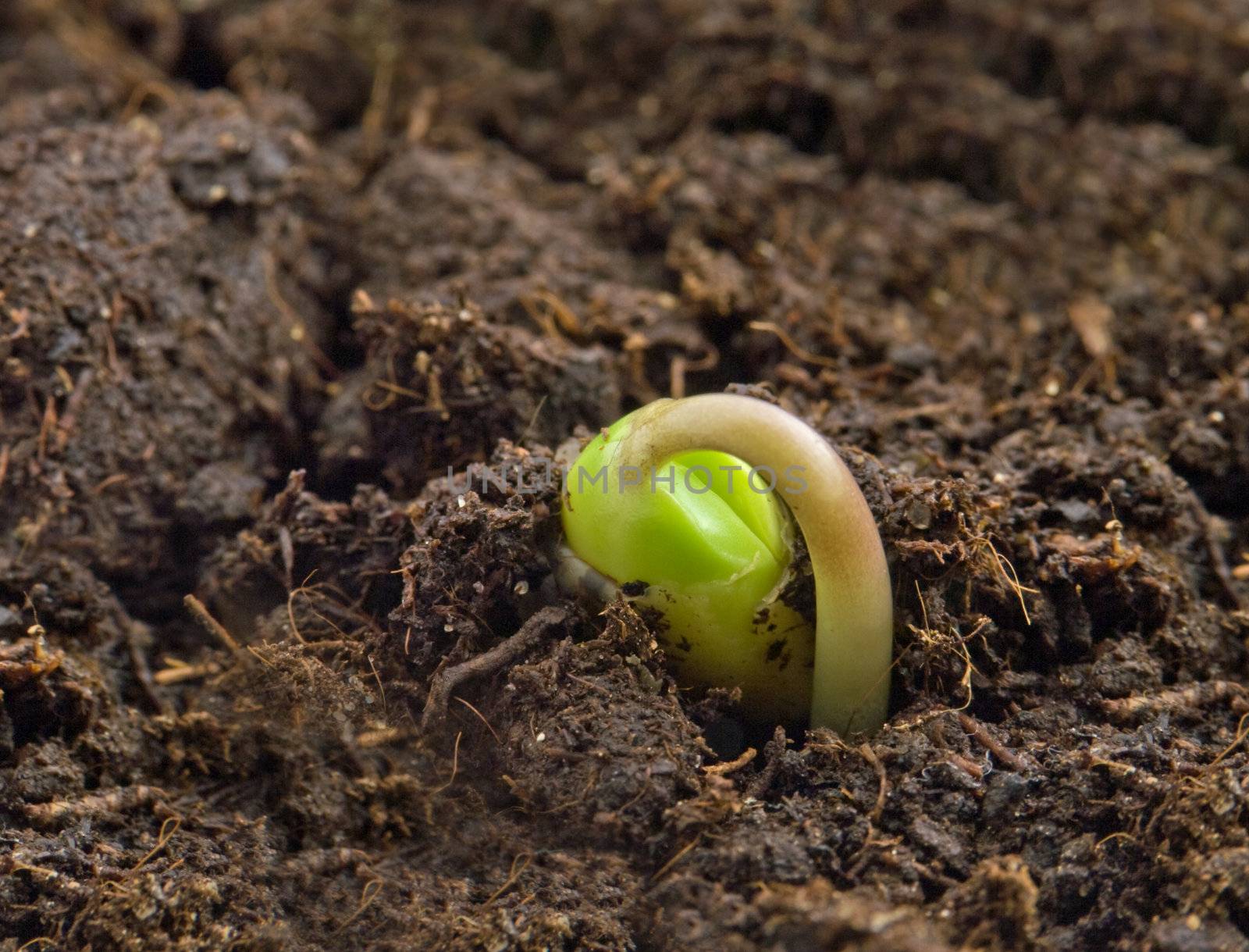 Birthday of a small plant