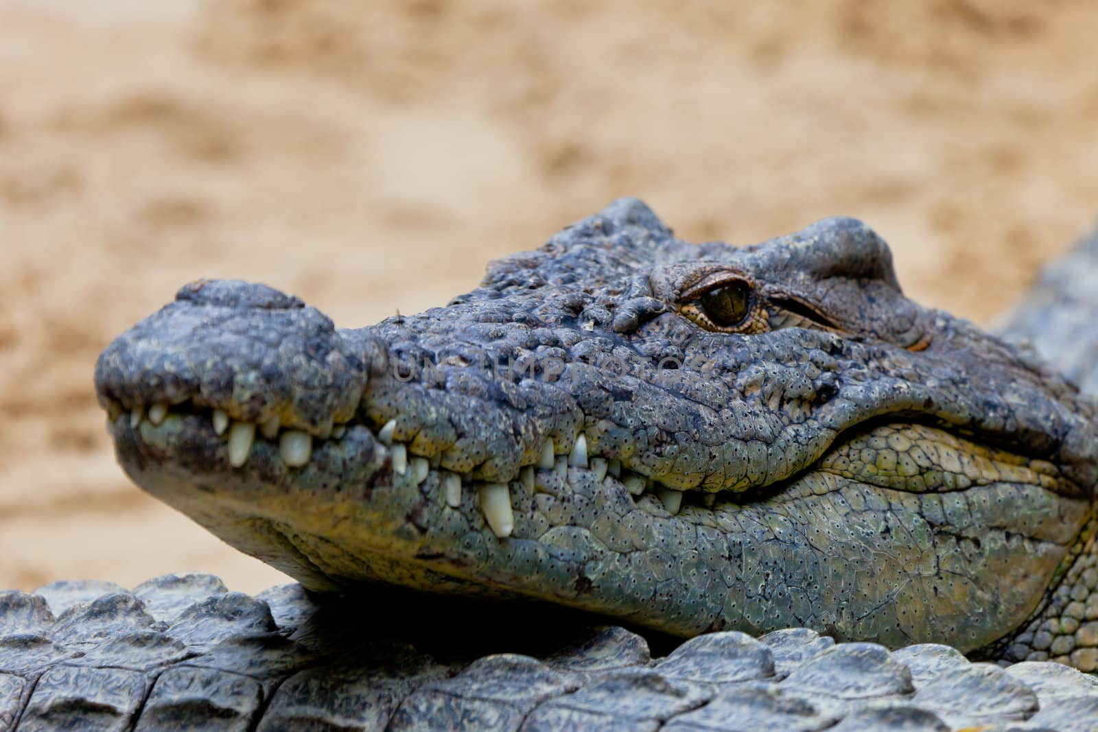 Detail of the head of a nile crocodile, Crocodylus niloticus