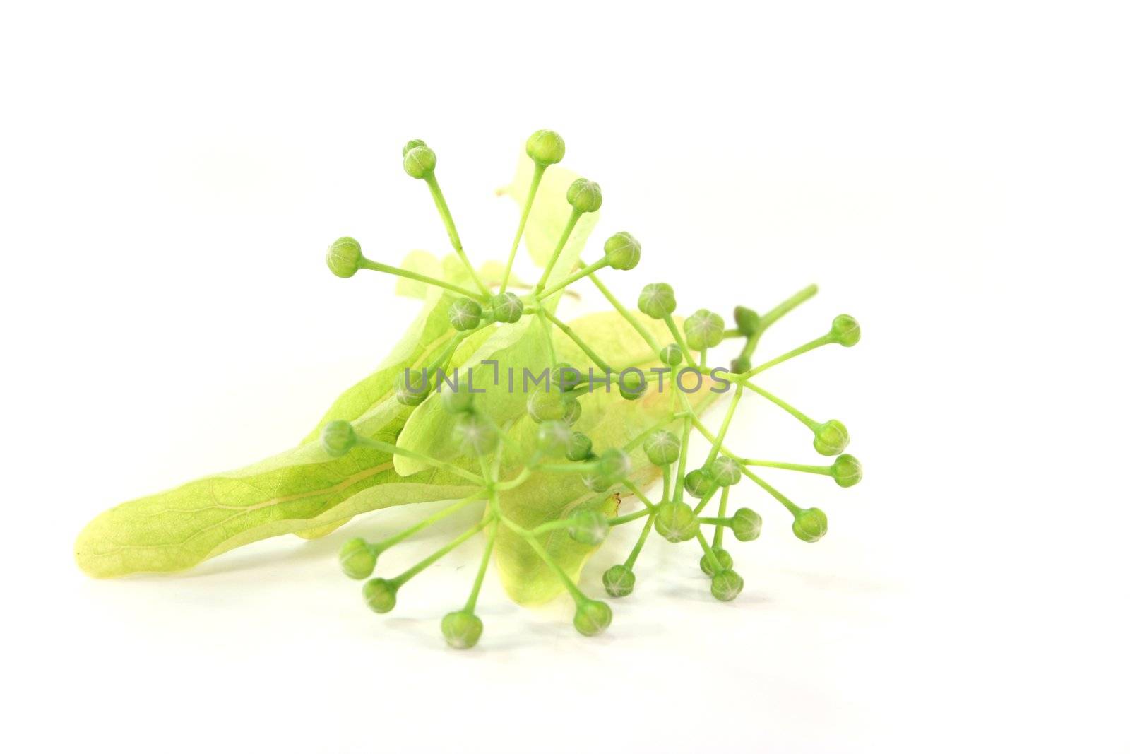 Linden flowers with buds and leaves on a white background