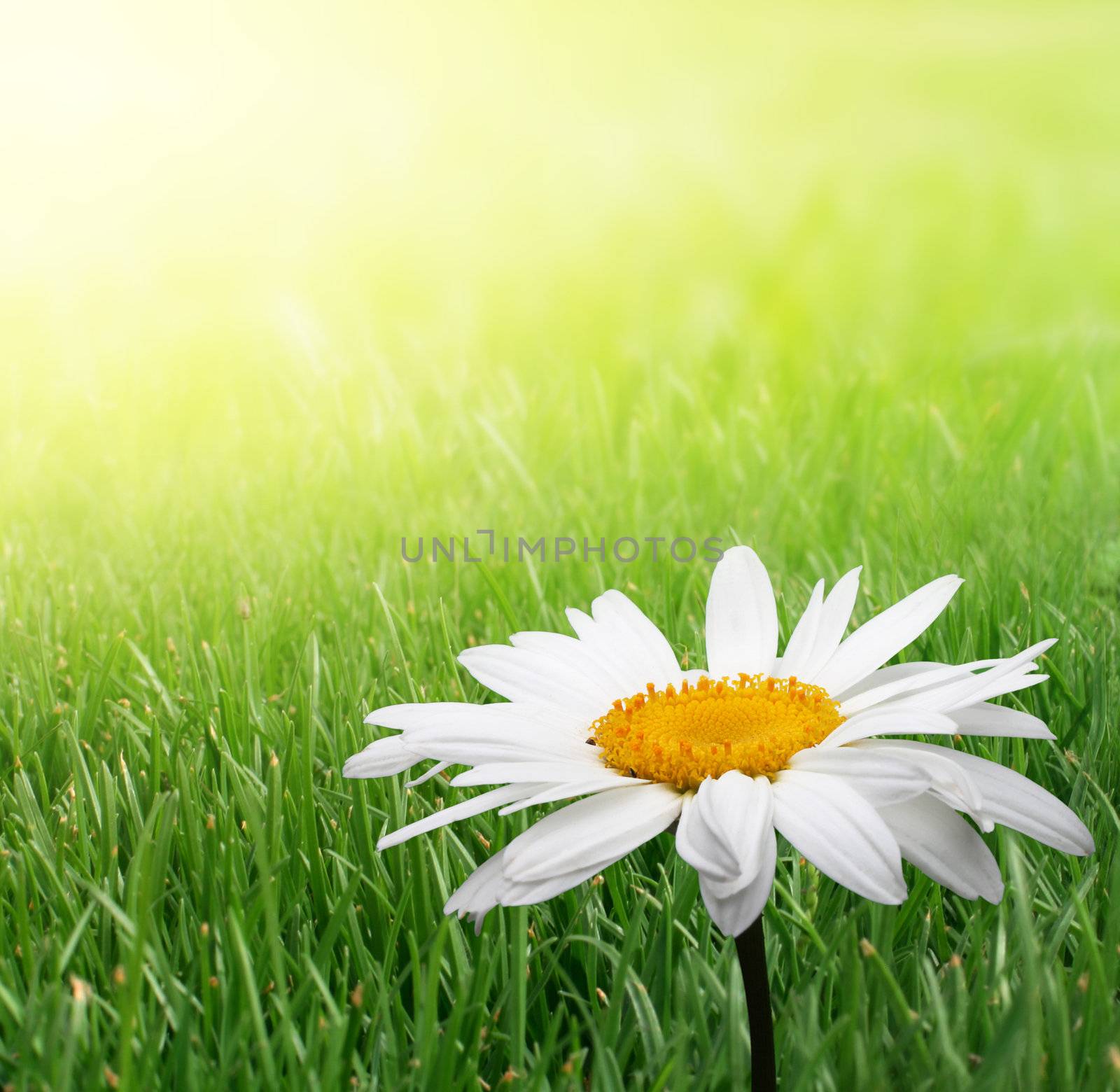 chamomile flower in grass