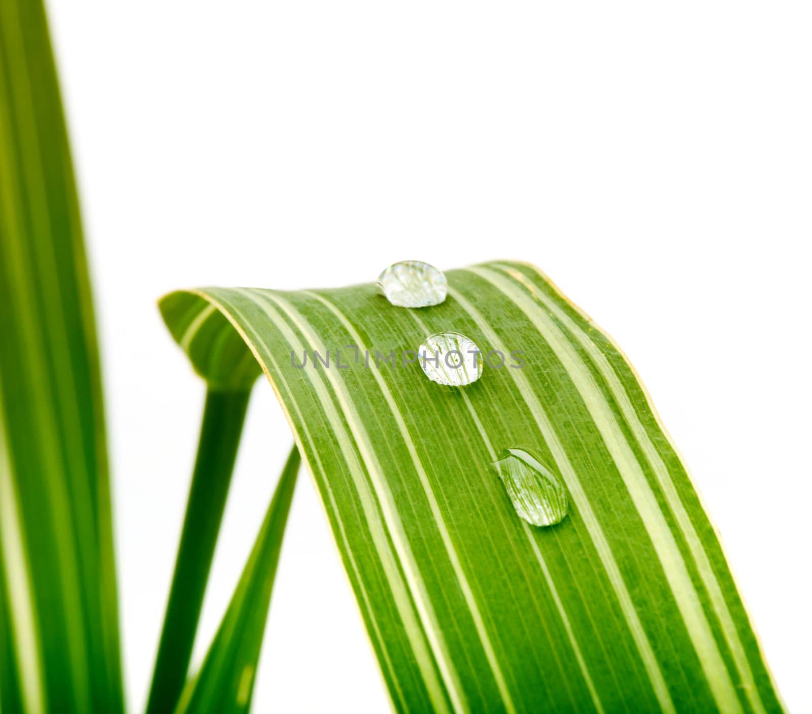 green leaf with water drops by rudchenko